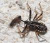 Rhynocoris sp.